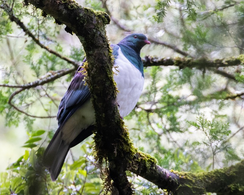 New Zealand Pigeon - Dixie Sommers