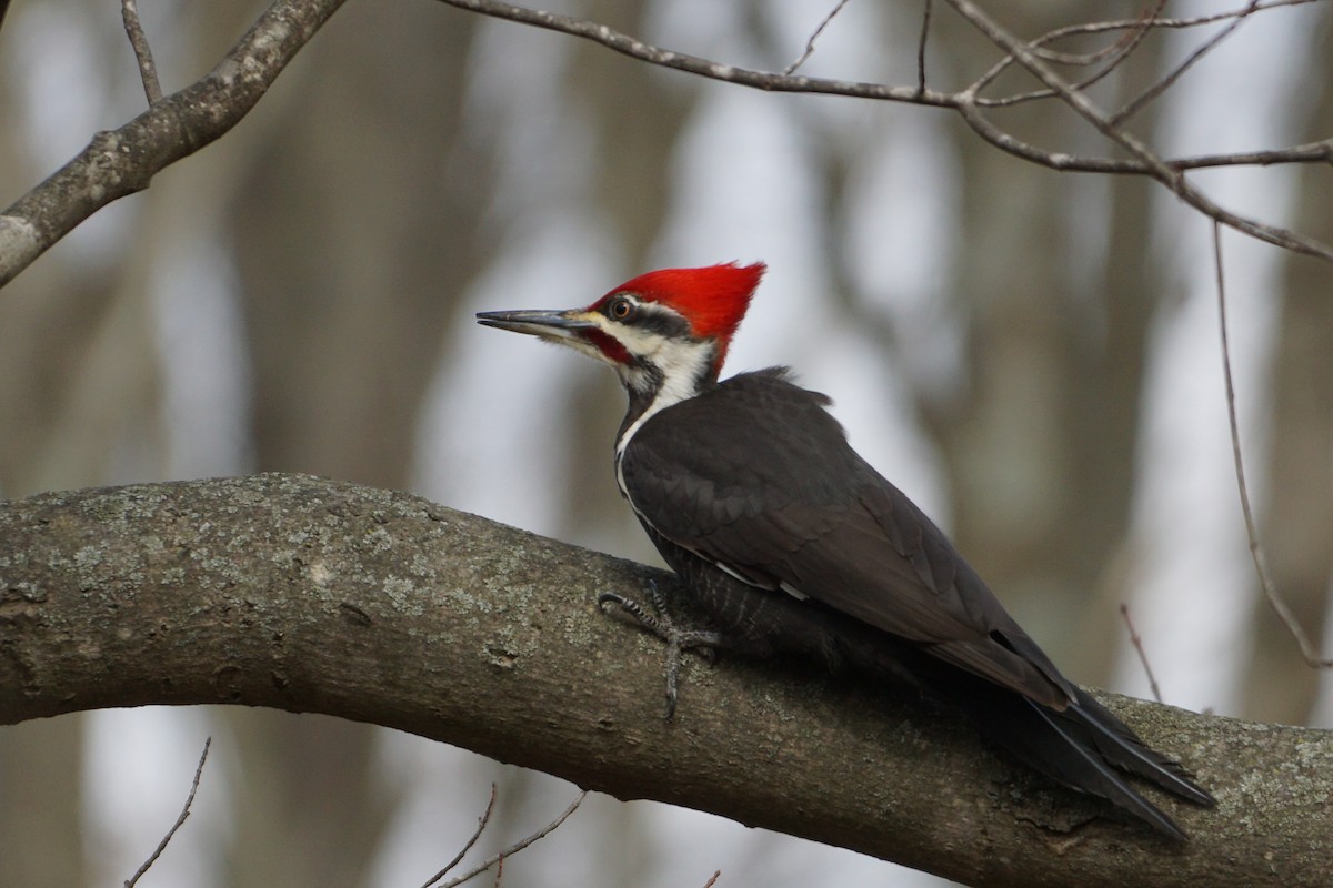 Pileated Woodpecker - Melody Ragle