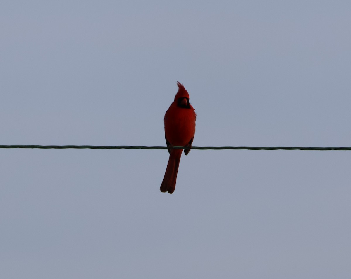 Cardinal rouge - ML532304351
