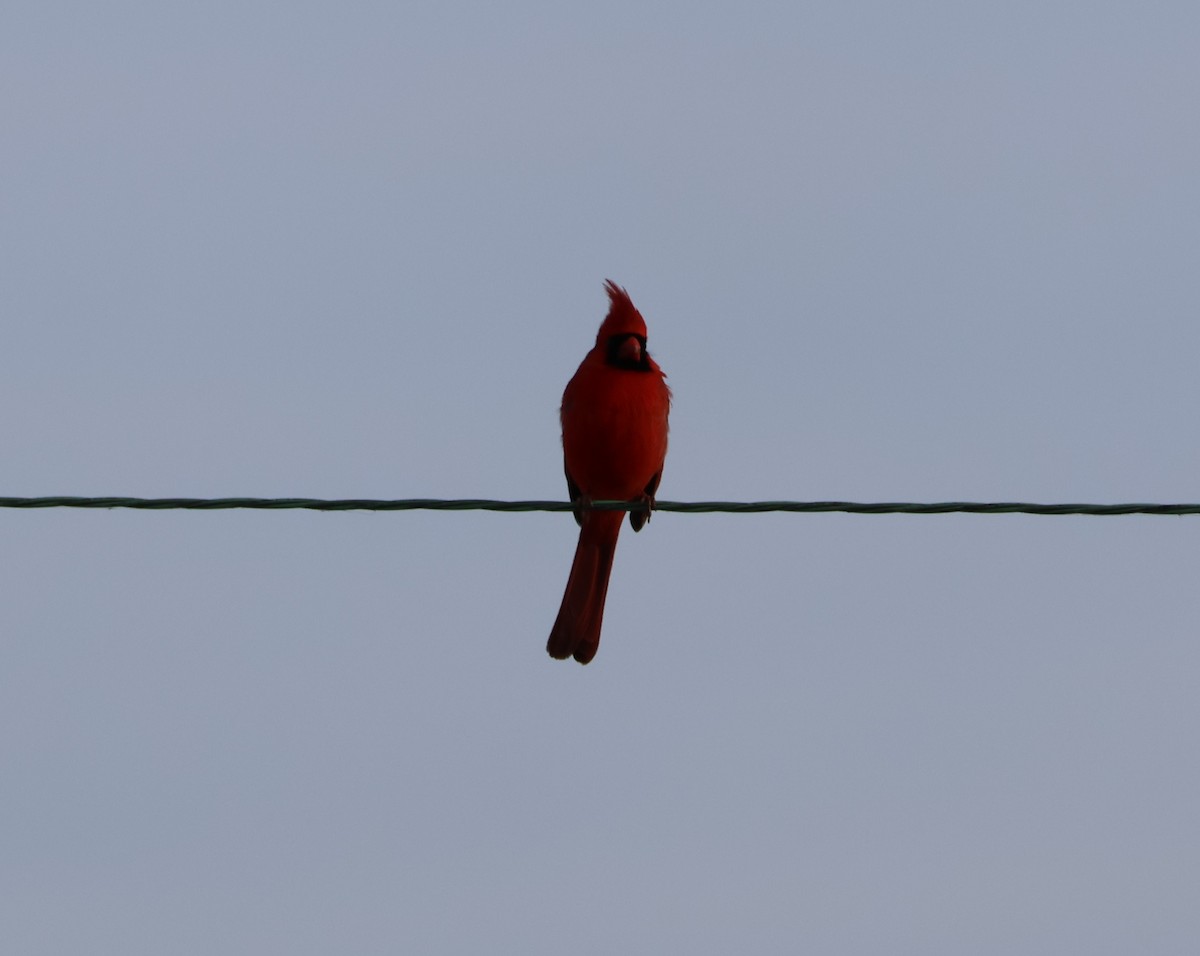 Northern Cardinal - ML532304351