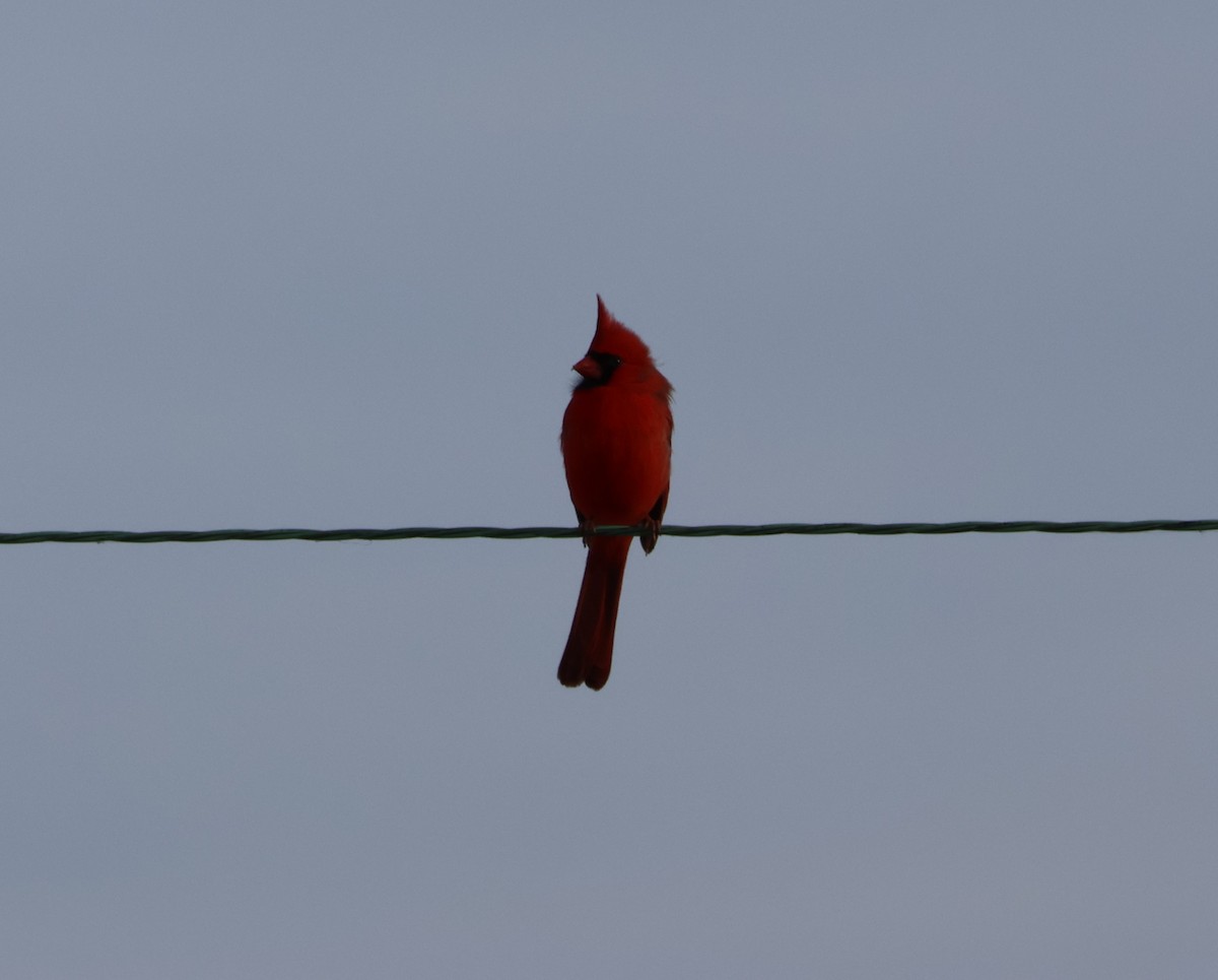 Cardinal rouge - ML532304361