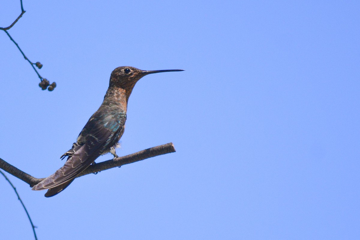 Giant Hummingbird - ML532304381