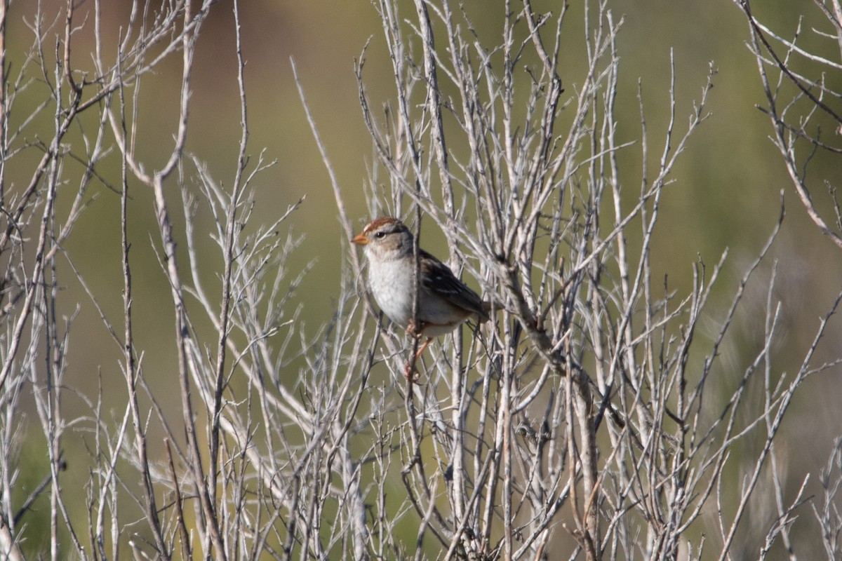 White-crowned Sparrow - ML532305411