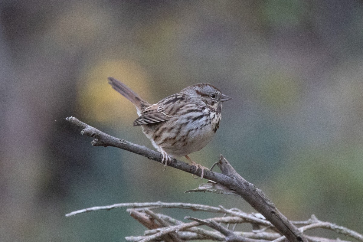 Song Sparrow - ML532305571