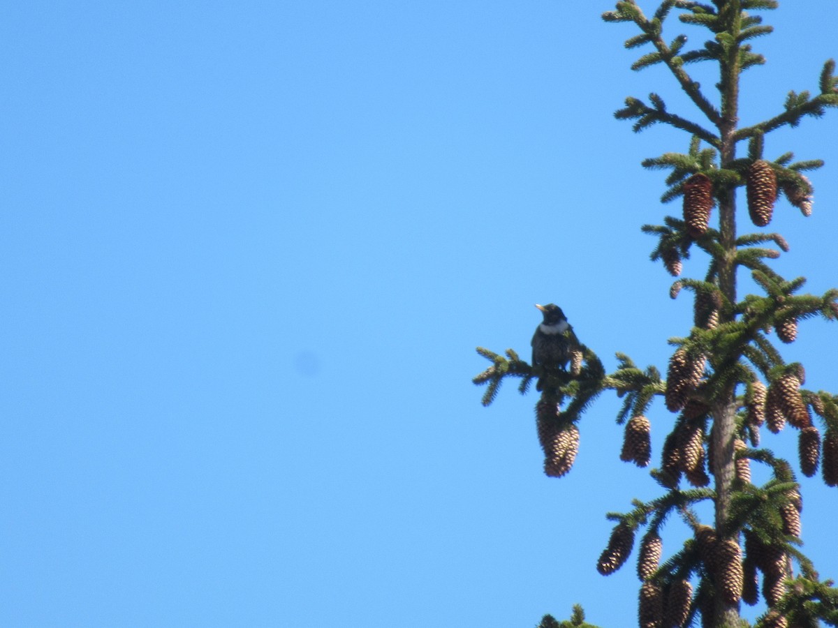 Zozo paparzuria - ML532306131