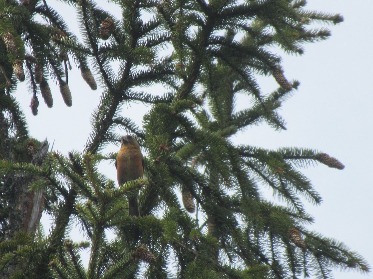 Mokoker arrunta - ML532306161