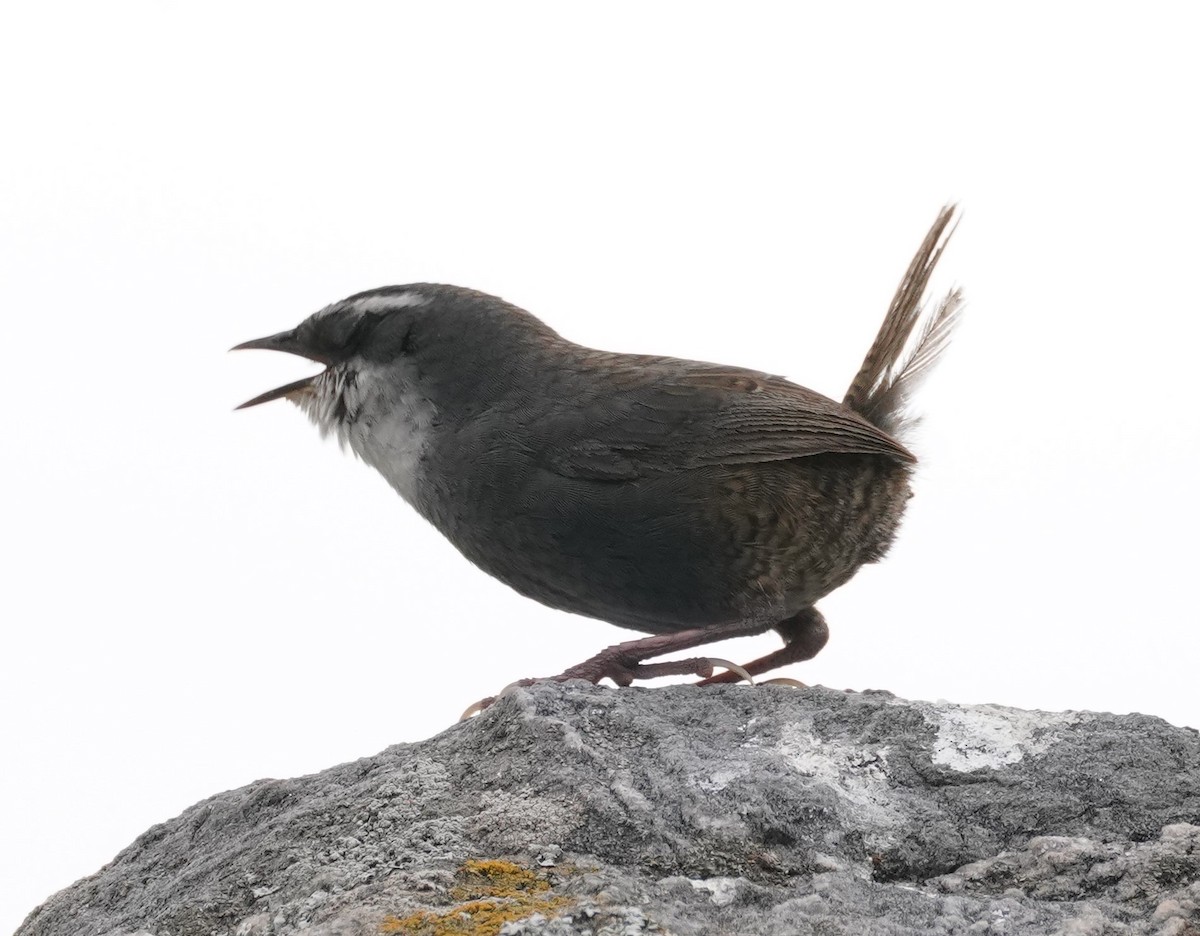 White-browed Tapaculo - ML532309241