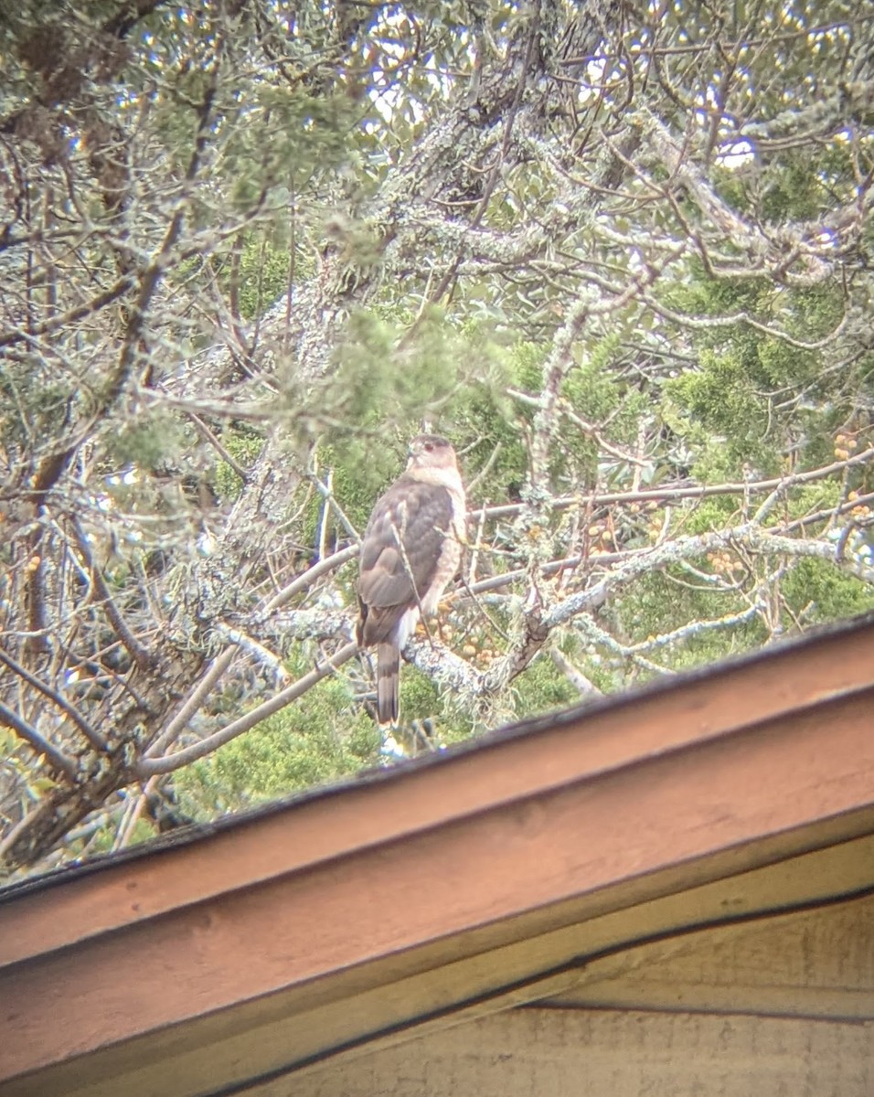 Cooper's Hawk - ML532309311
