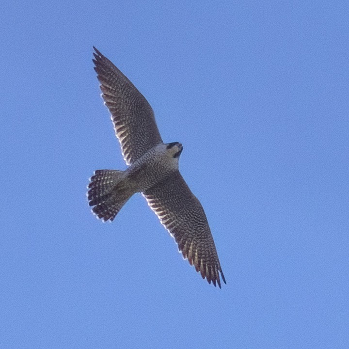 Peregrine Falcon - ML532309681
