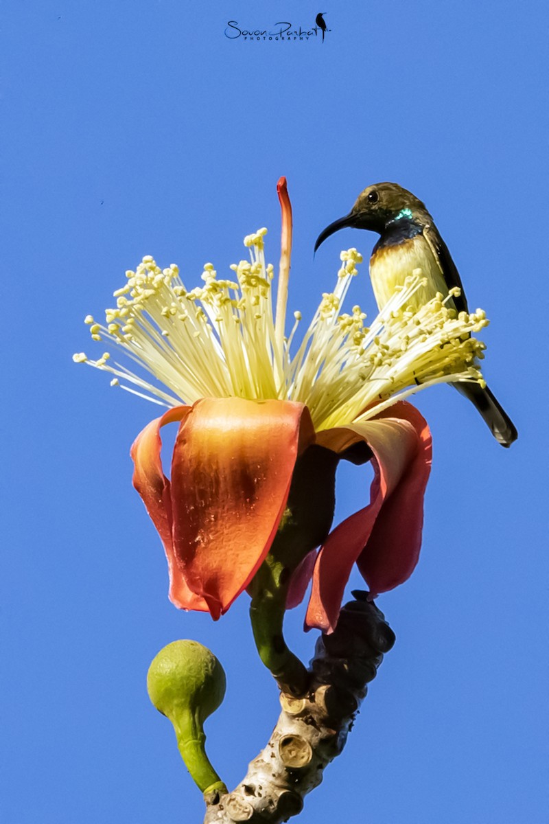 Ornate Sunbird - SOVON PARBAT