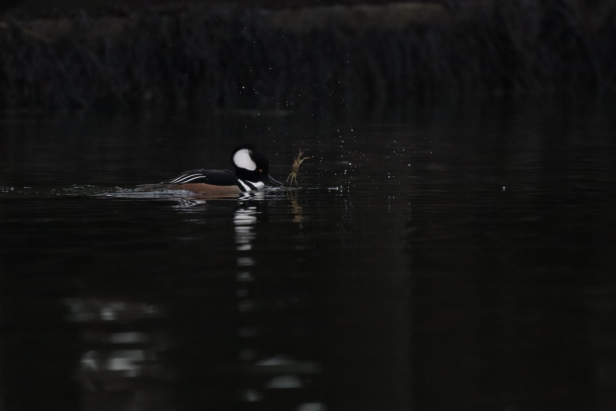 Hooded Merganser - ML532313831
