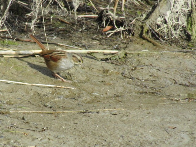 Swamp Sparrow - ML532314221