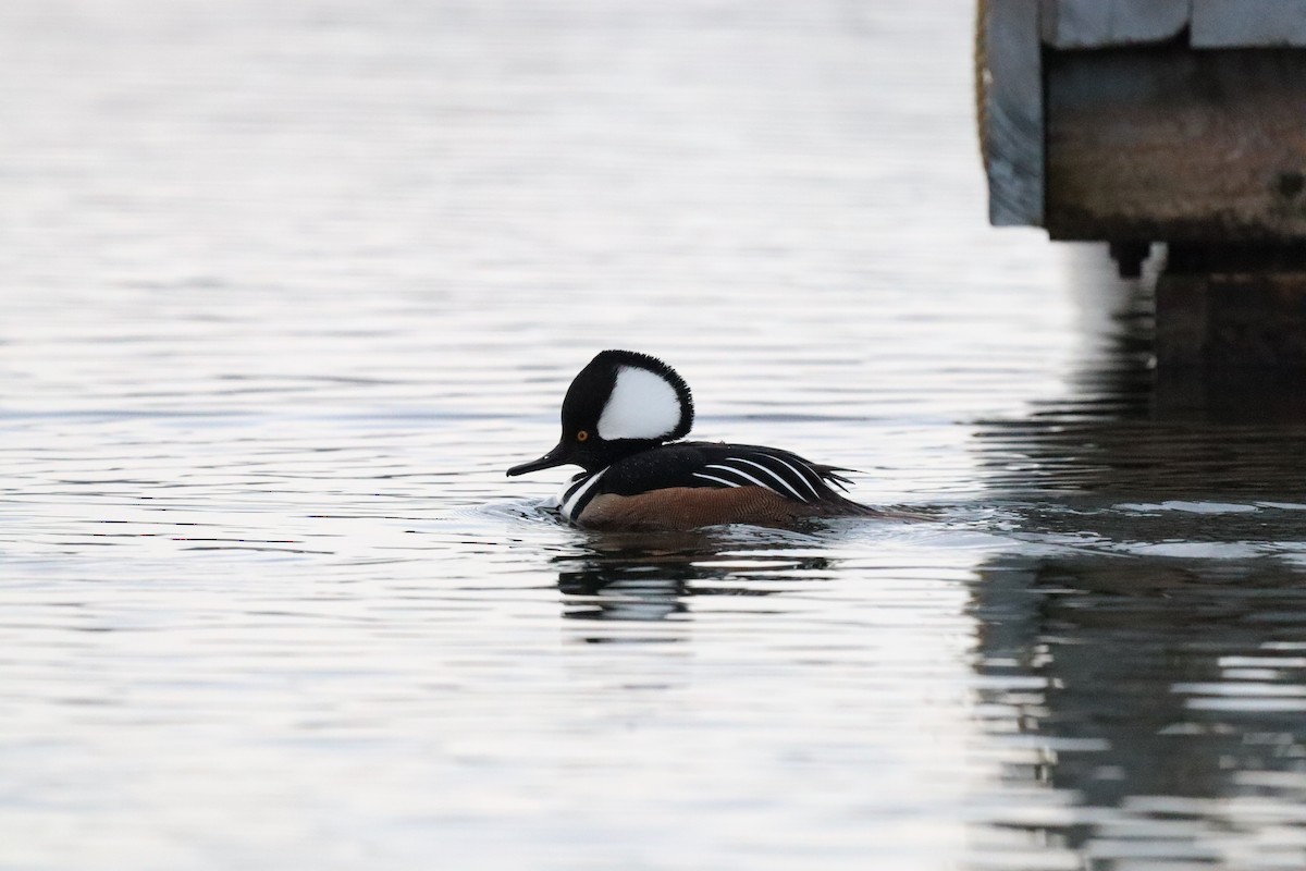Hooded Merganser - ML532314421