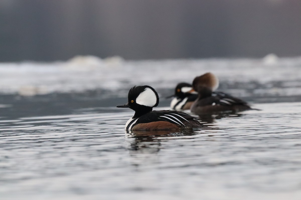 Hooded Merganser - ML532314431