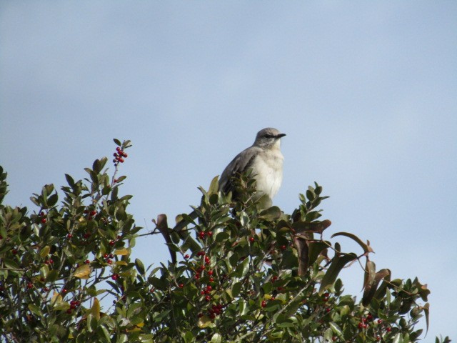 Northern Mockingbird - ML532314531