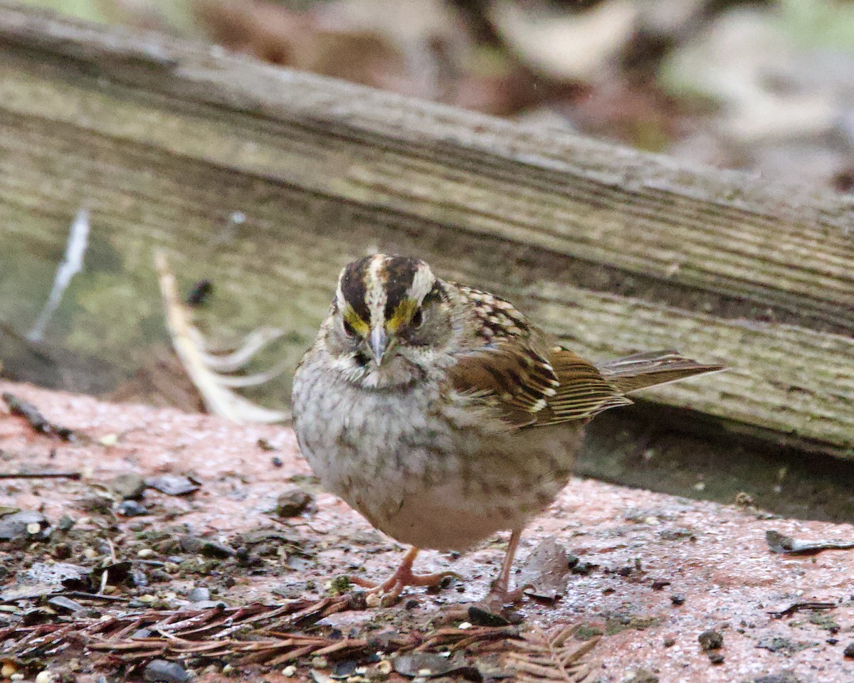 White-throated Sparrow - ML532314551