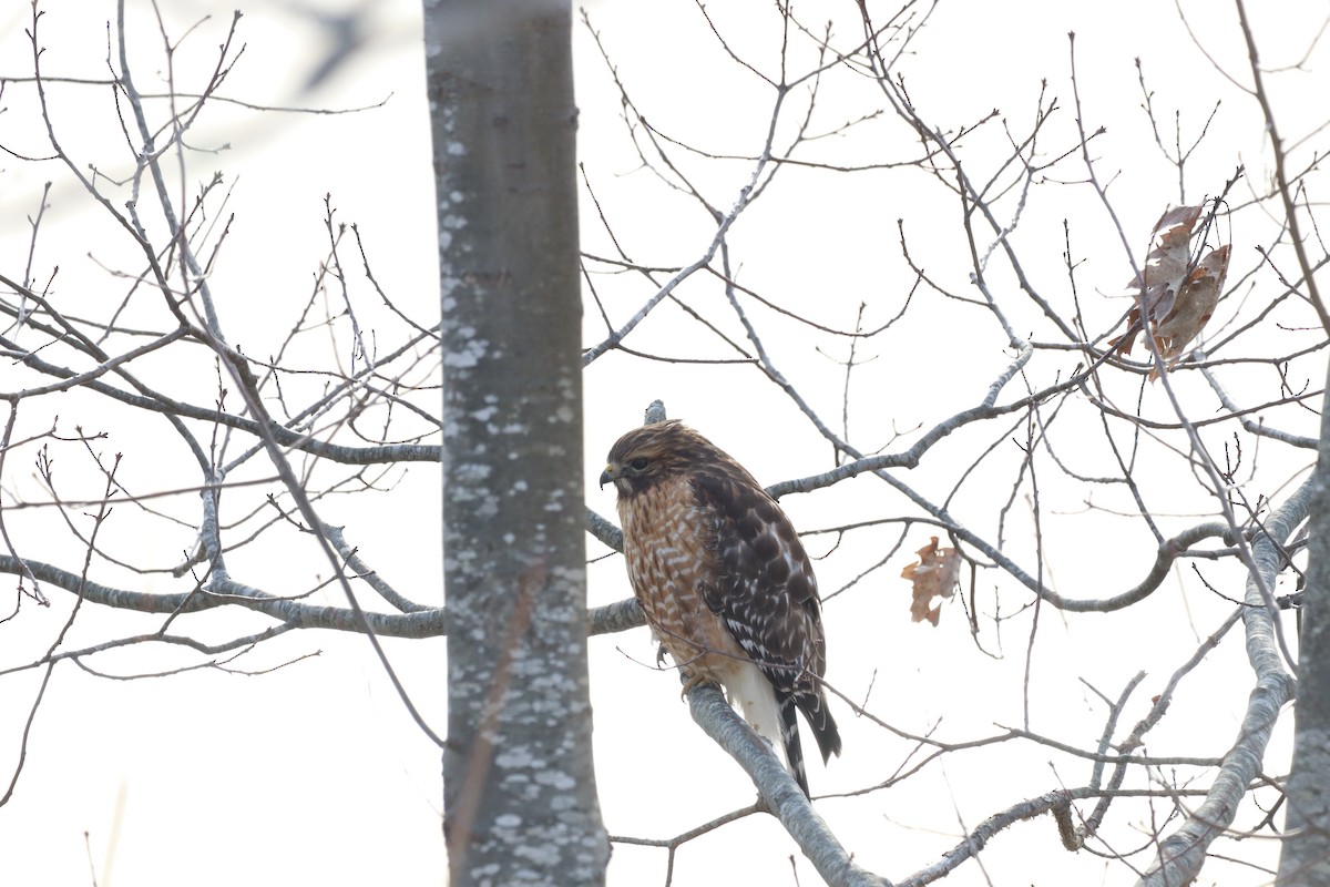 Red-shouldered Hawk - ML532314601