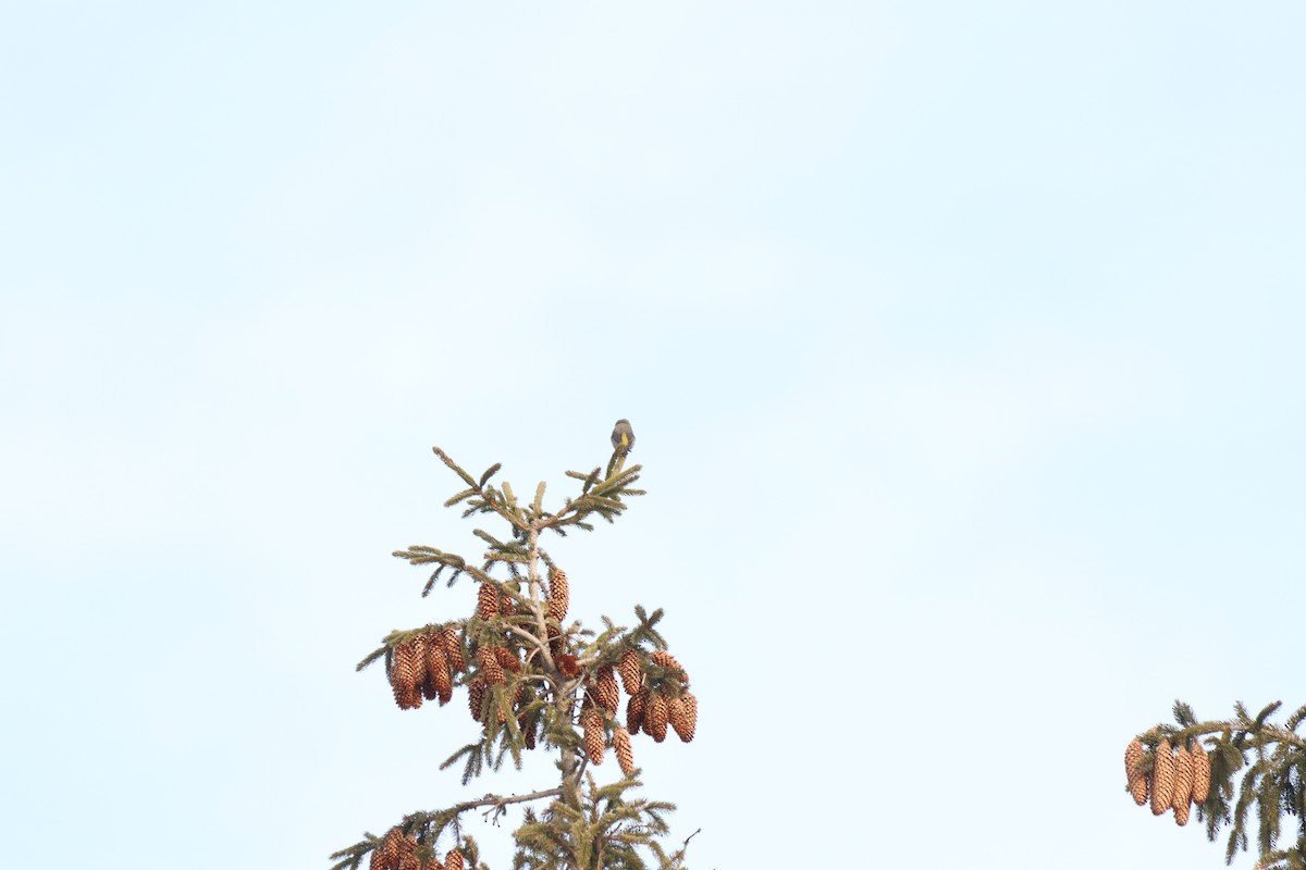 Red Crossbill - ML532314691