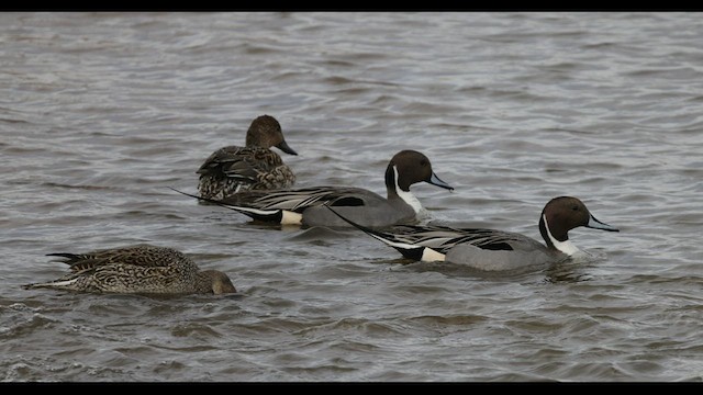 Northern Pintail - ML532314741