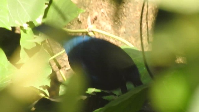 Malabar Whistling-Thrush - ML532315511