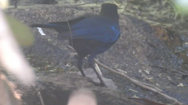 Malabar Whistling-Thrush - ML532315791