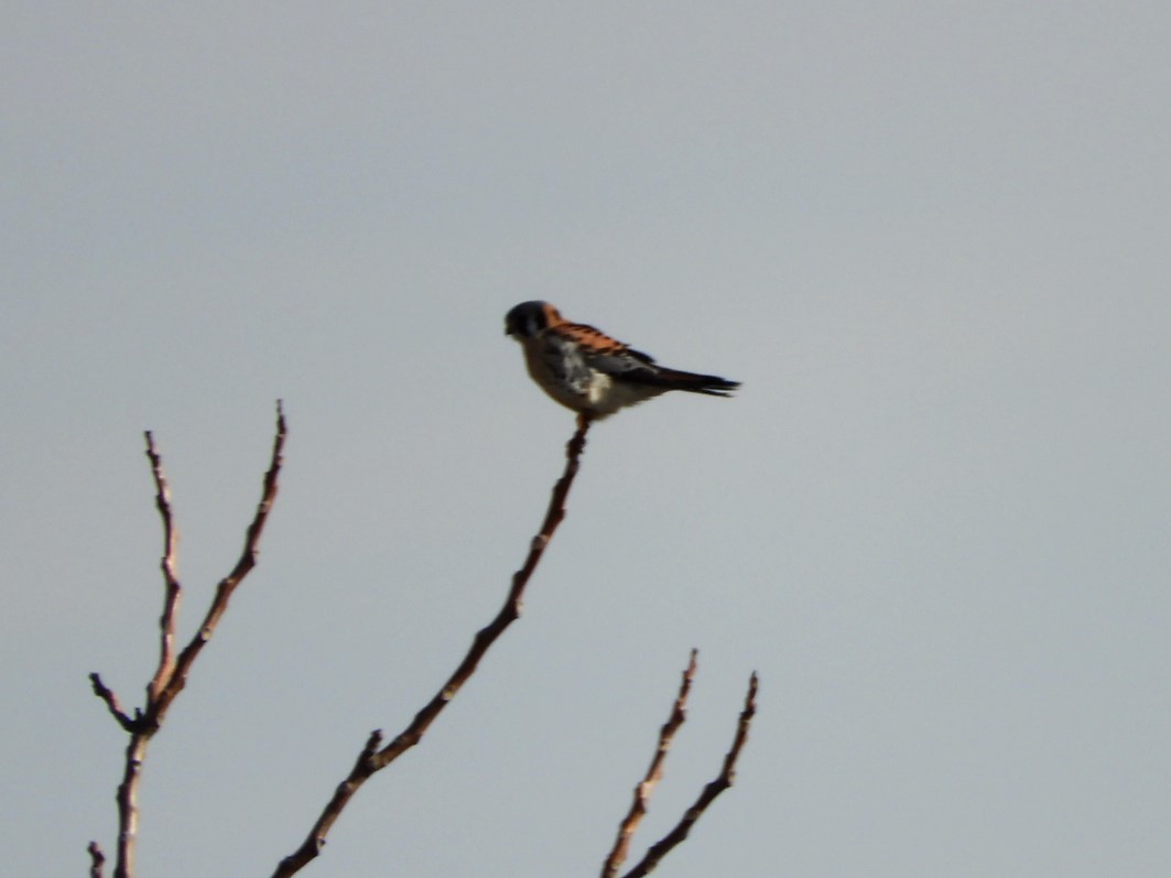 American Kestrel - ML532315851