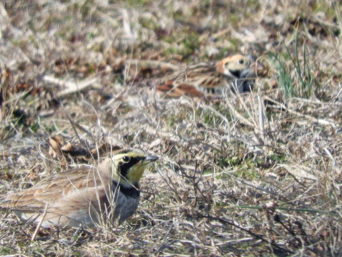 Horned Lark - ML532316261