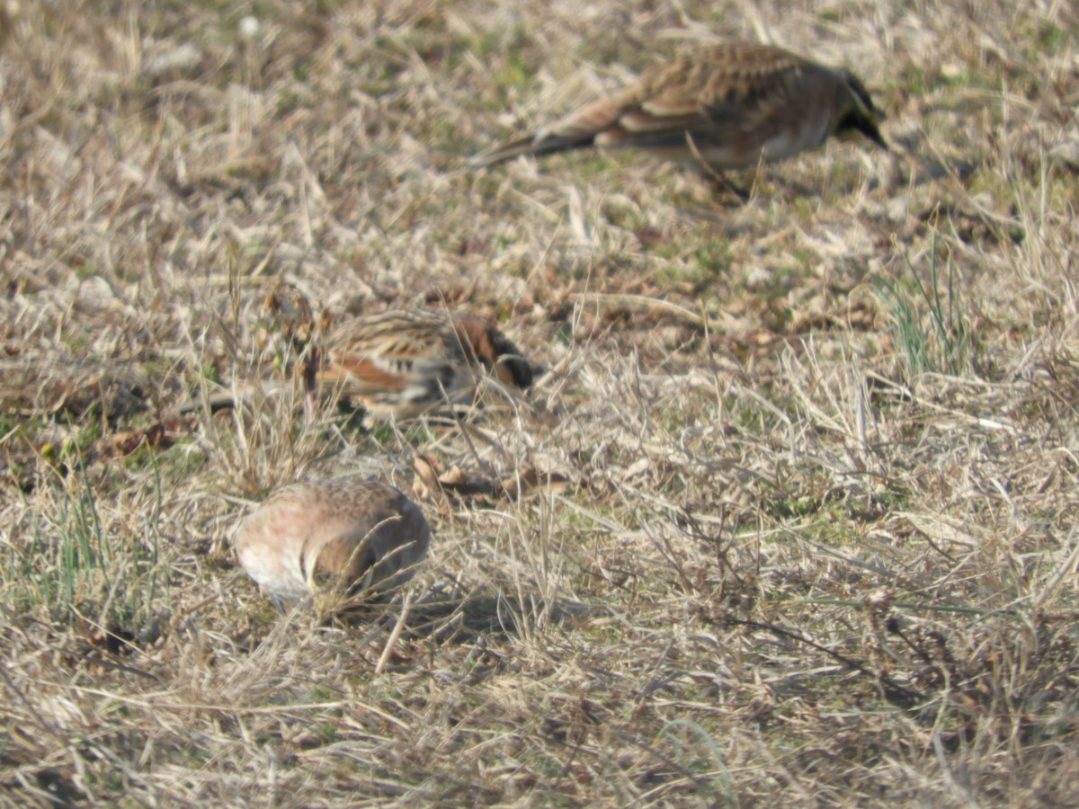 Horned Lark - ML532316271