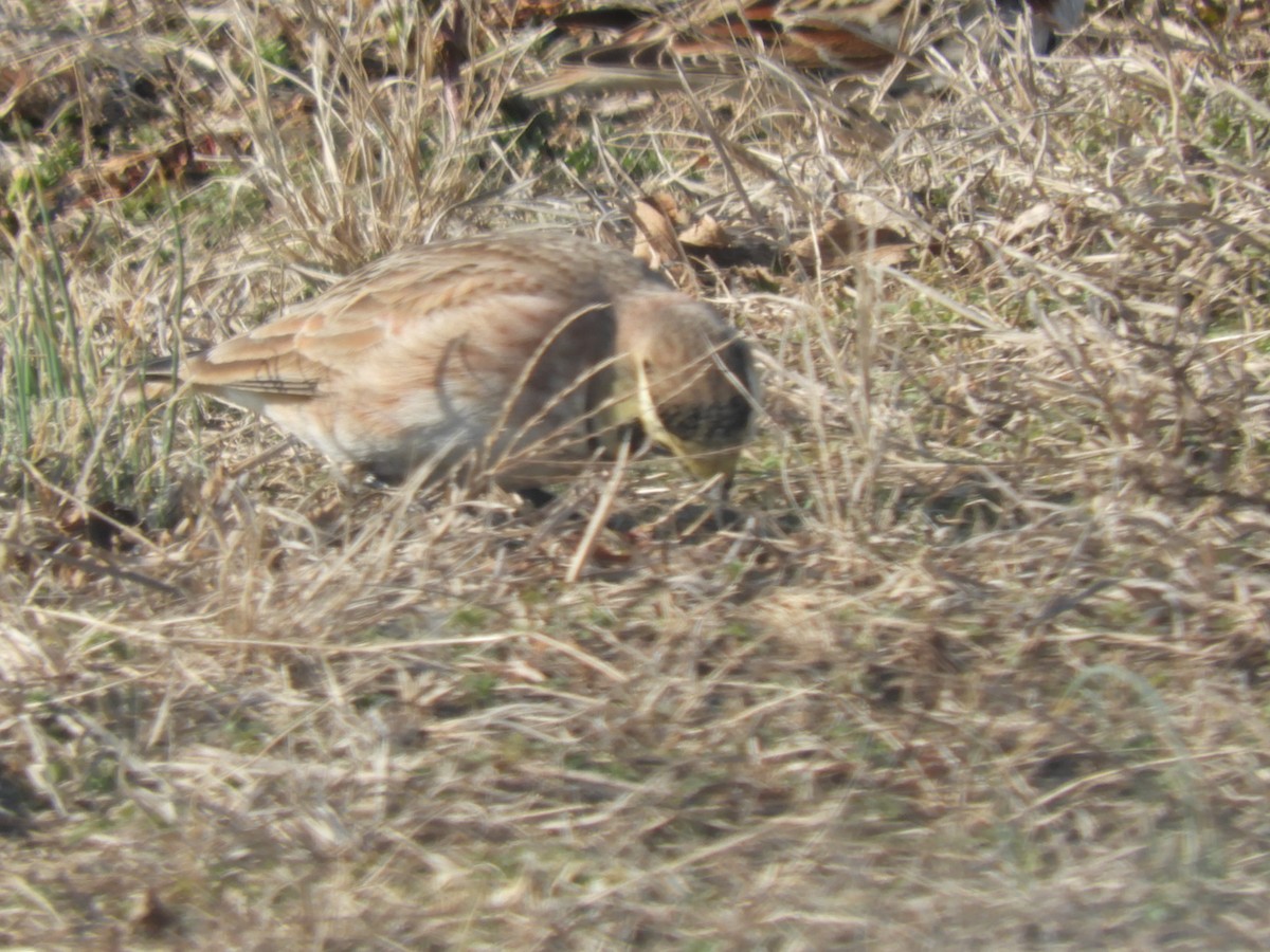 Horned Lark - ML532316281