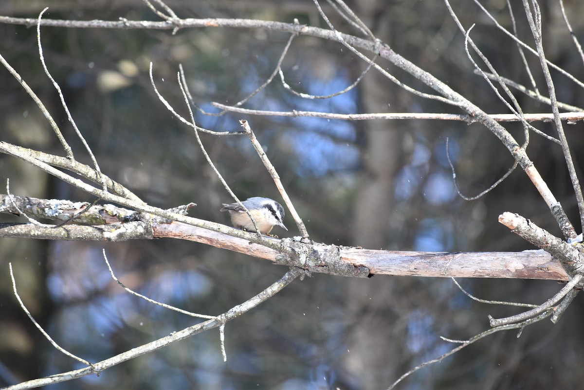 Red-breasted Nuthatch - ML532317931