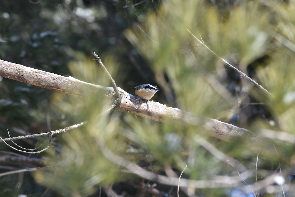 Red-breasted Nuthatch - ML532317941