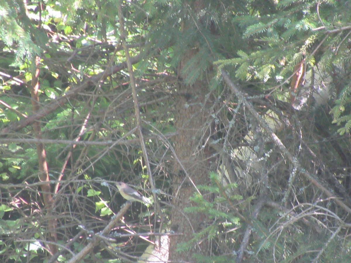 Euli-txori lepazuria - ML532318391