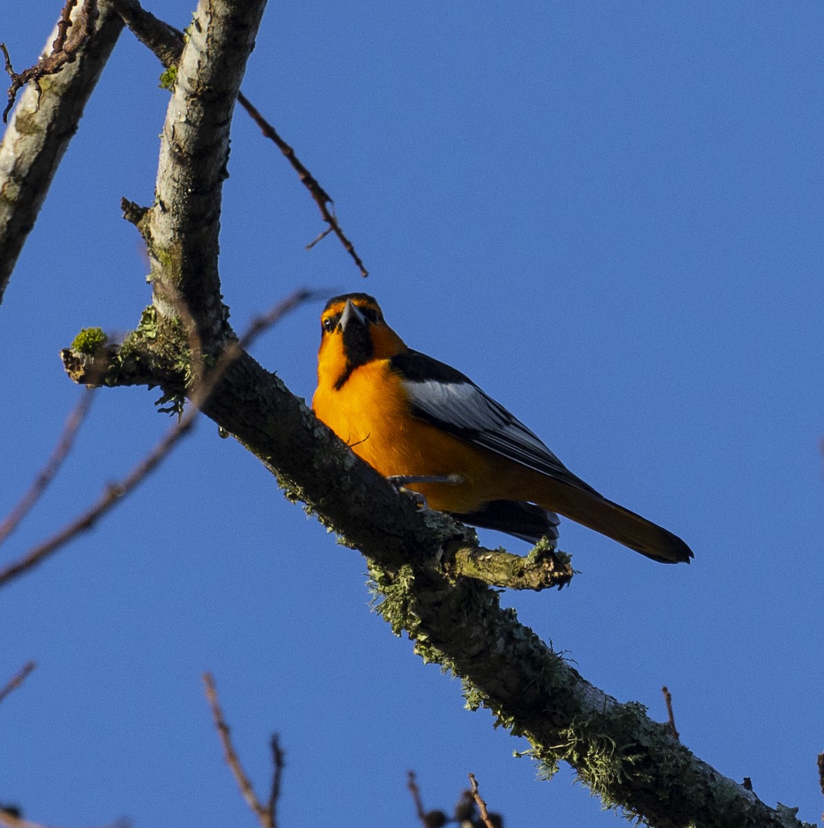 Bullock's Oriole - ML532319951