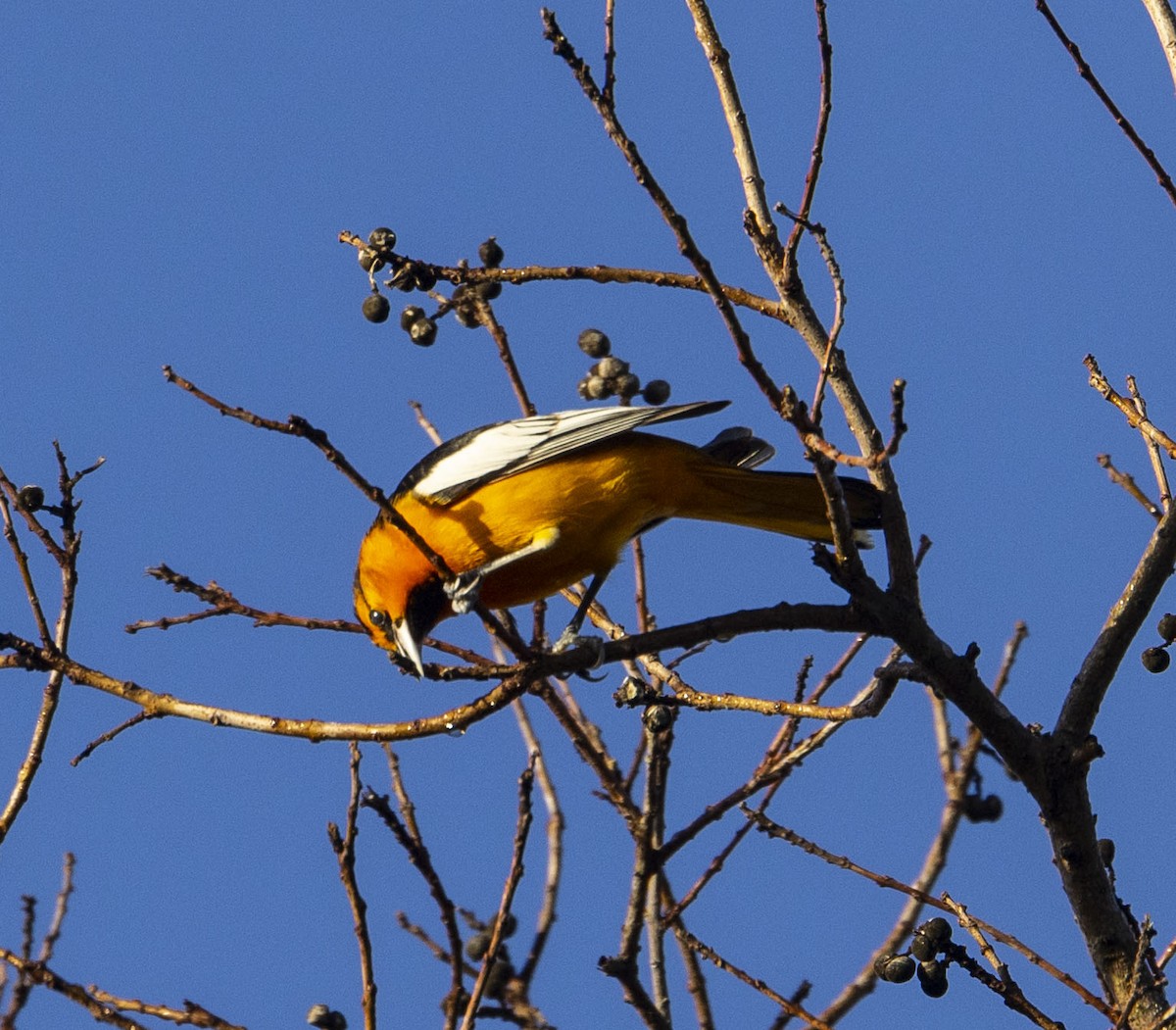 Bullock's Oriole - ML532319961