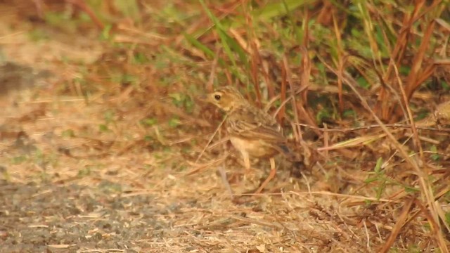 Richard's Pipit - ML532320501