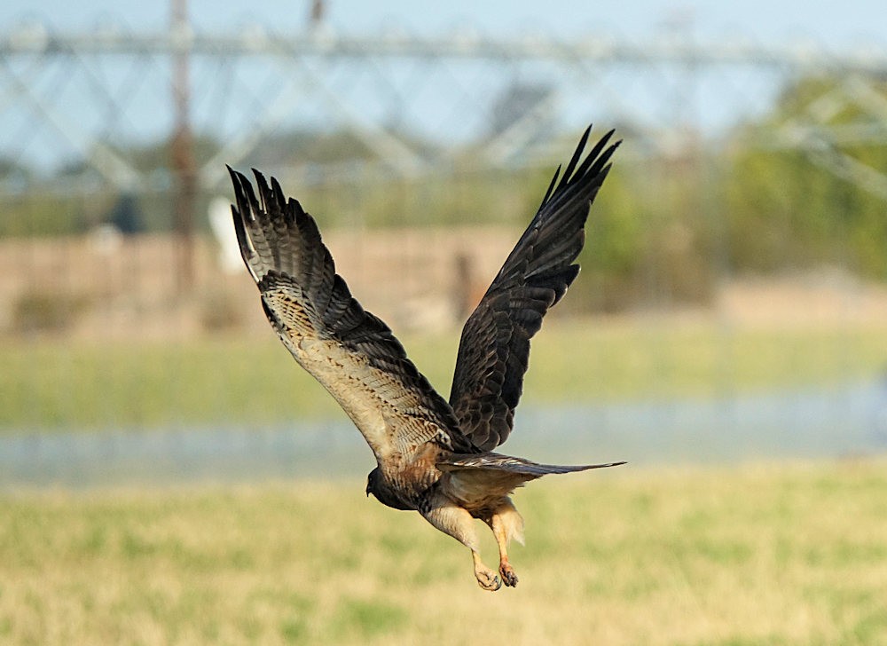 Swainson's Hawk - ML532320631