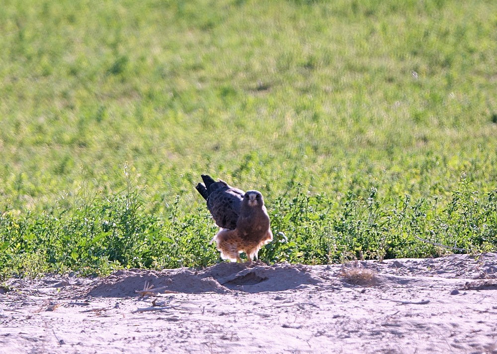 Swainson's Hawk - ML532320661