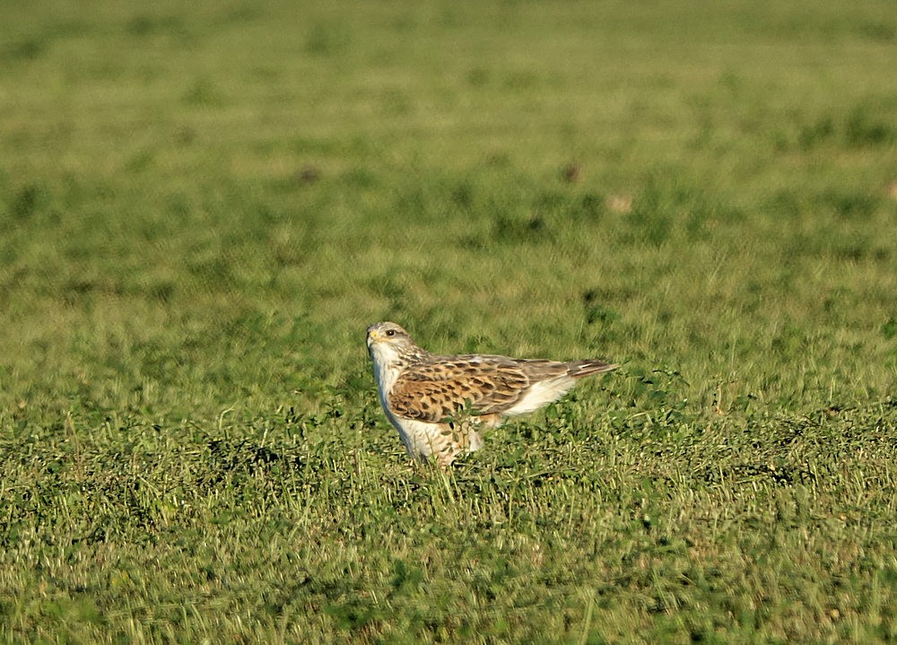 Ferruginous Hawk - ML532320791