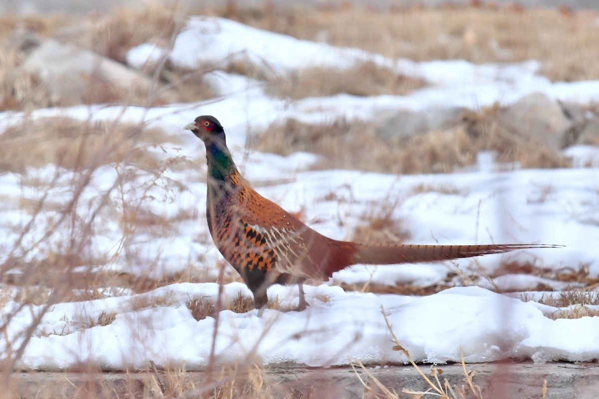 Ring-necked Pheasant - ML532320831