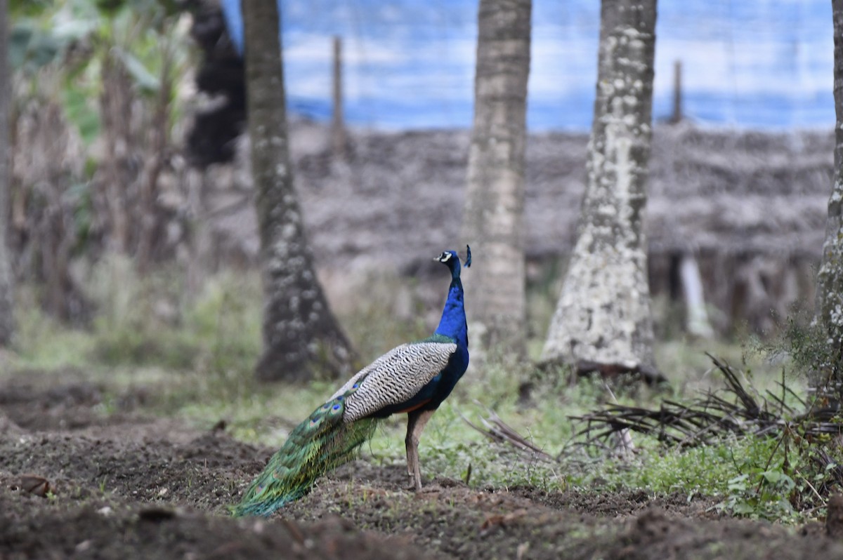 Indian Peafowl - ML532321071