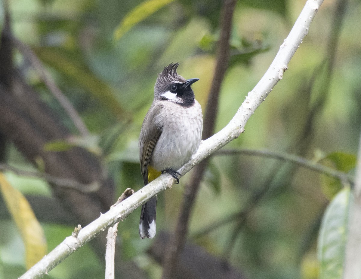 Himalayan Bulbul - ML532321421