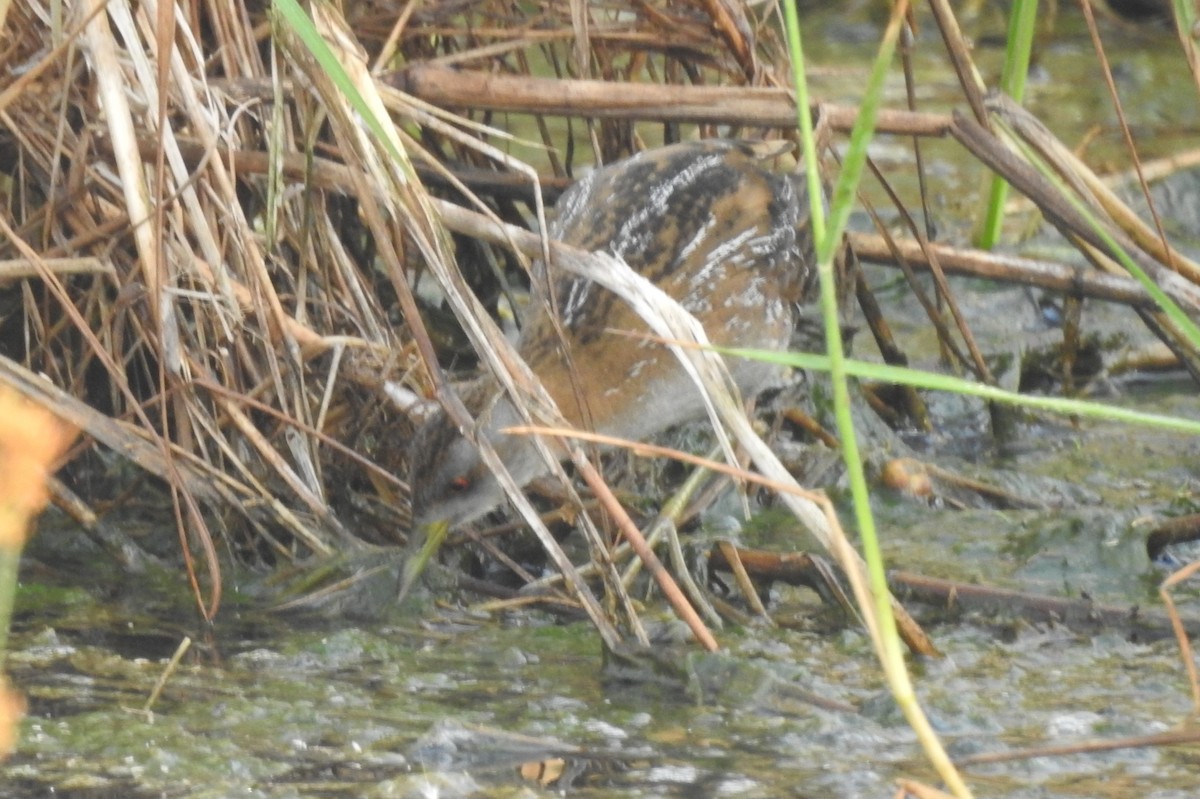 Baillon's Crake - ML532321781