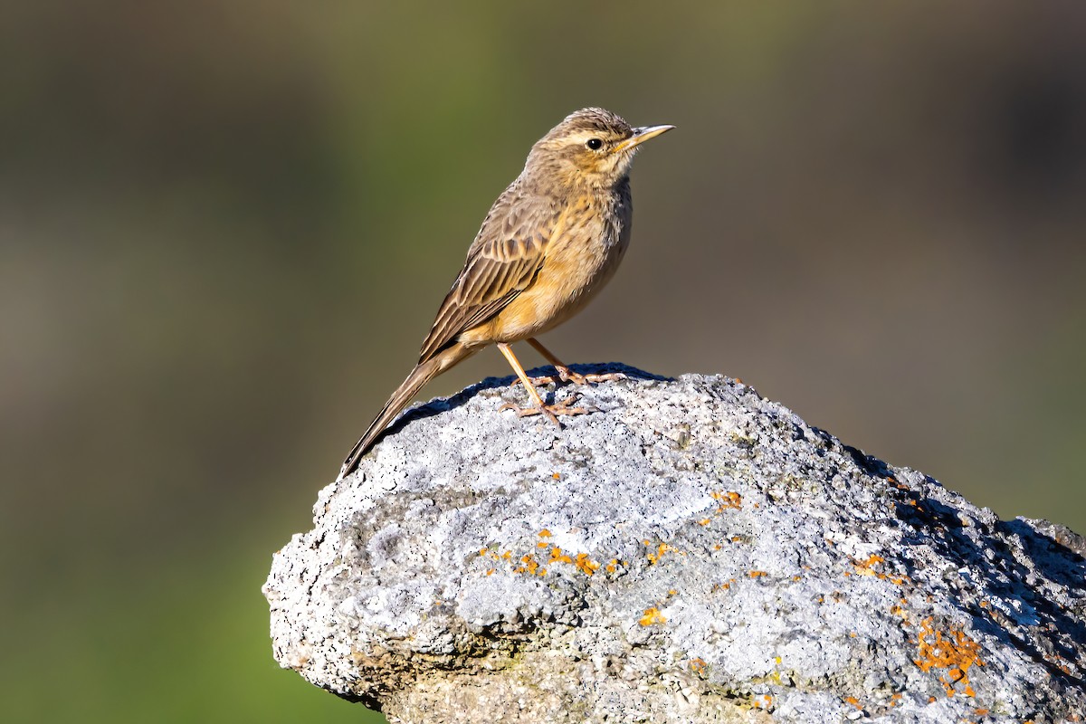 Long-billed Pipit (Indian) - Nitin Nair