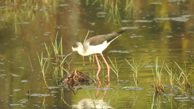 Black-winged Stilt - ML532324161