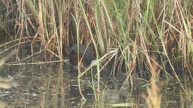 White-breasted Waterhen - ML532324401