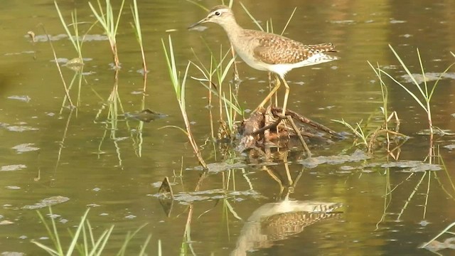 Wood Sandpiper - ML532324561