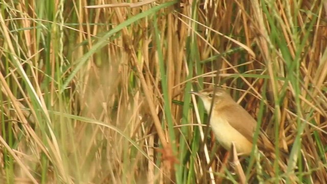 Paddyfield Warbler - ML532324841