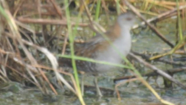 Baillon's Crake - ML532325041