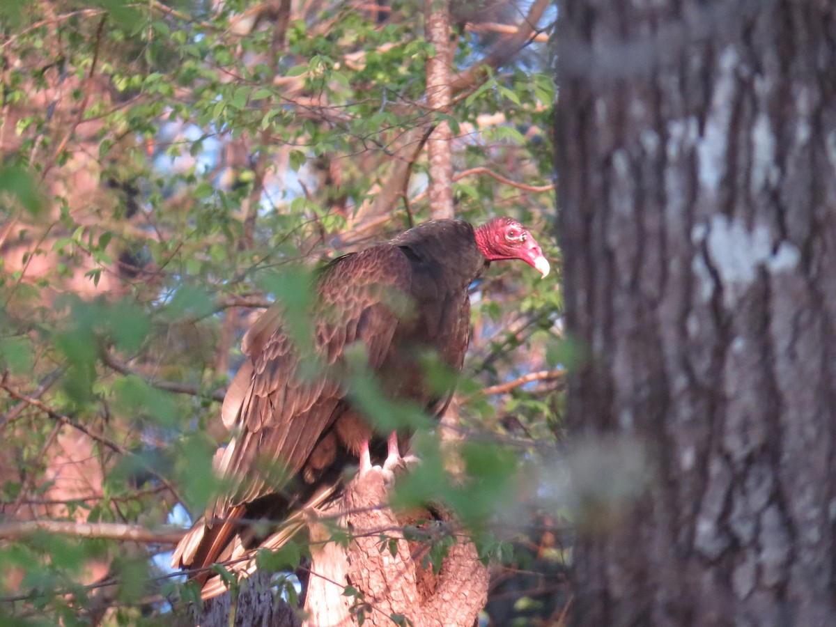 Turkey Vulture - ML53232511