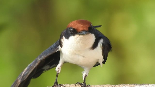 Hirondelle à longs brins - ML532325161